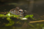 Amphibians & Reptiles portfolio