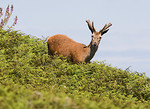 Mammals portfolio